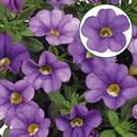 Afbeelding van Calibrachoa P12 Lavender